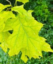 chlorotic oak leaf