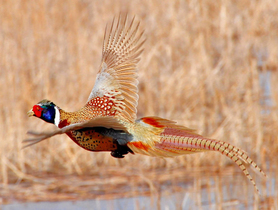 Some Very Odd-looking Pheasants – Feathered Photography