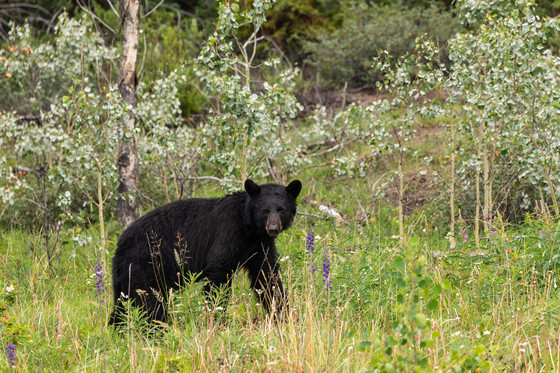 Black bear standing in woods