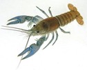 Northern Crayfish