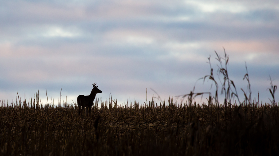 A deer stands in a cornfield at sunrise.