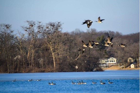 Image of egret nests in the background