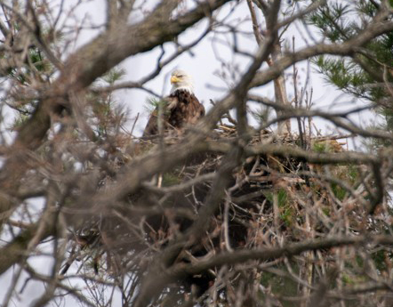 Eagle Nest 1