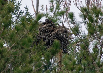 Eagle Nest 2