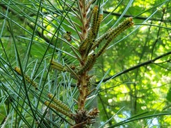 Redheaded pine sawfly larvae feeding on red pine needles. Note the needle stubs where they have eaten nearly to the base of the needle.
