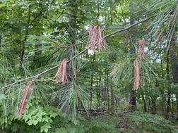 Multiple white pine branch tips are brown and dead along a branch from a combination of bast scale and the disease called Caliciopsis.