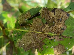 Pear slug sawfly larvae on a leaf with some areas of defoliation.