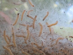 Fall webworm larvae inside webbing.