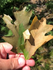 Leaves from an oak wilt infected tree with characteristic water-soaked brown on the outer portions and green still found near the base of the lead.