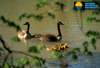 Milwaukee Waterways Restoration Partnership