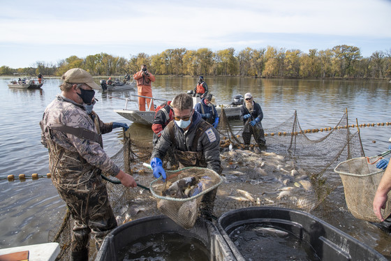 a group of men netting fish in the mississippi river bank and putting them in tubs