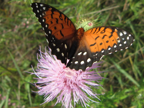 Image of Regal Fritillary butterfly