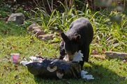 A black bear tears apart a bag of garbage in front of a bed of flowers in a residential yard.