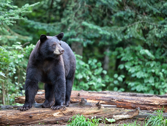An image of an adult black bear.