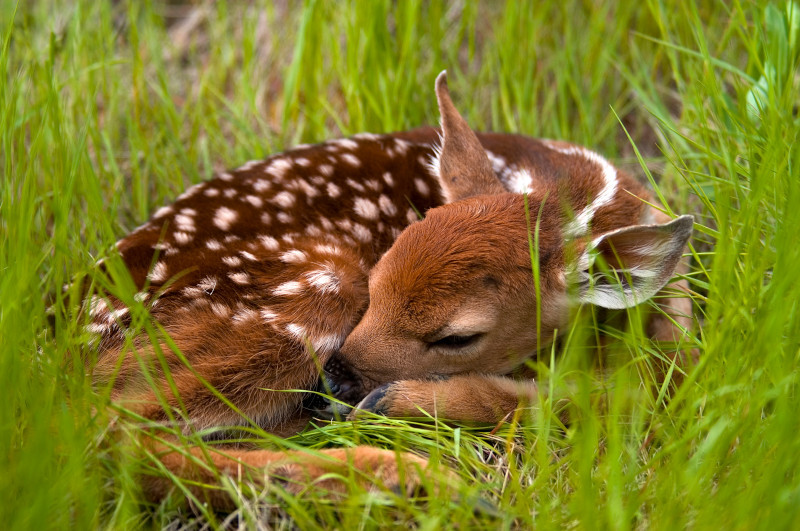 A fawn curled up in the grass.