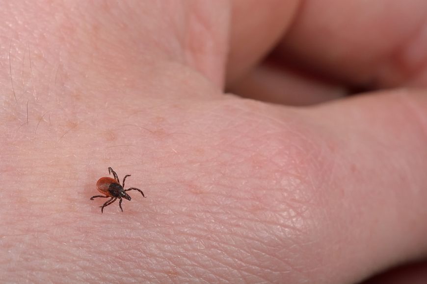 A small deer tick on a person's hand.