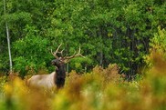 A bull elk stands among tall vegetation.