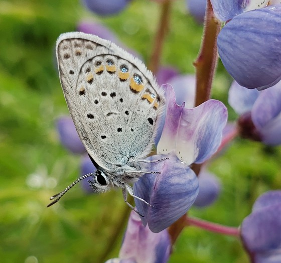 A Karner blue butterfly perched on wild lupine.