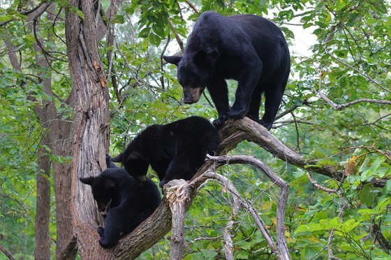 Black bear family in tree looking at ground