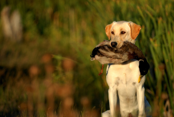 An image of a hunting dog with a duck in its mouth. 