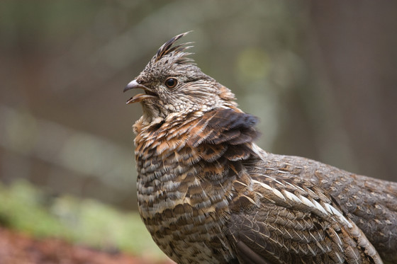 ruffed grouse