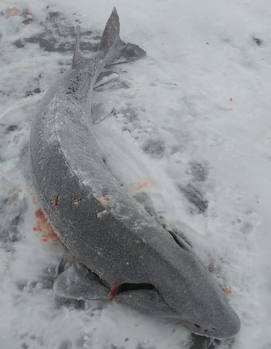 A sturgeon harvested from the lake, laying on the frozen lake.
