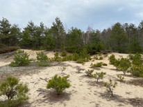 point beach dunes