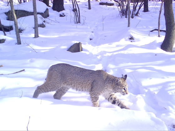 A bobcat crosses a snowy path