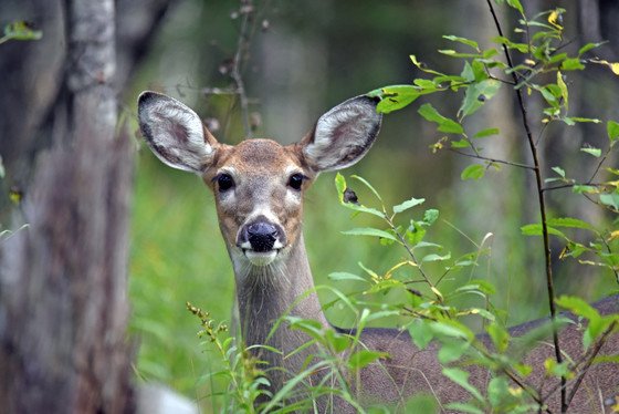 White tail deer in forest looking directly at camera