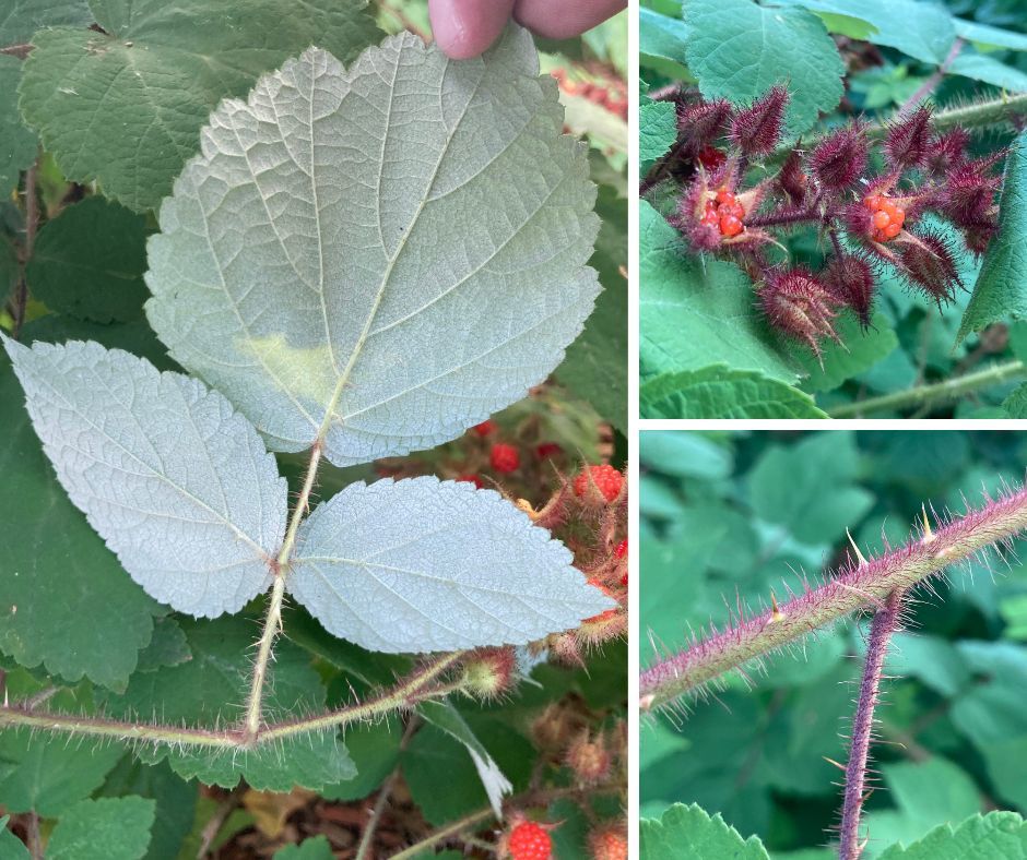 Closeup images of the stem, leaf and fruit of the wineberry plant.