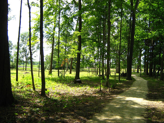 wooded path at lizard mound state park