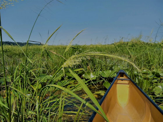 A view of a wild rice field from the front end of a canoe.