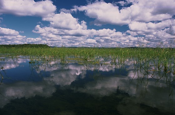 A view of a wild rice body of water.