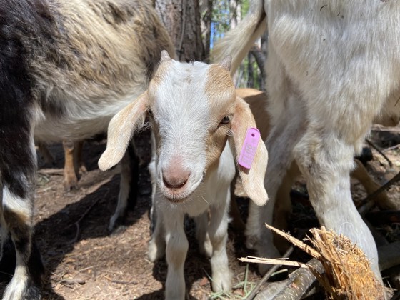 White baby goat with pink ear tag standing between other goats in forest