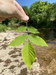 A person holds a black ash leaf.