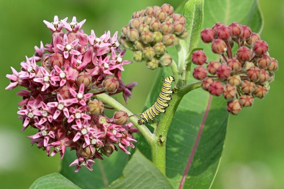 flowering milkweed