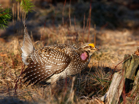 sharp tailed grouse in field