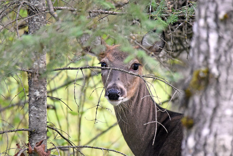 white tail deer hiding in brush