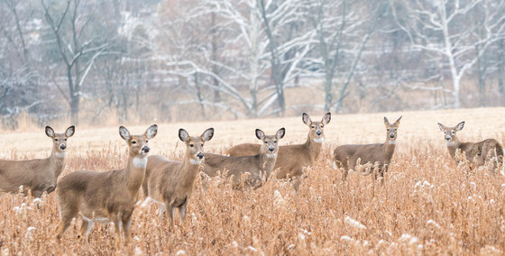 Herd of deer in a field looking at the camera