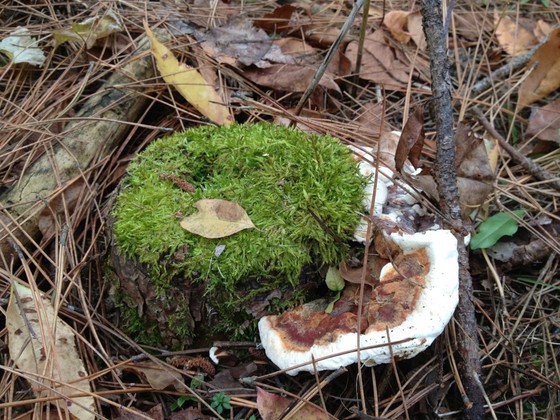 A Heterobasidion root disease fruit body with old brown growth in the center and new white growth along the edges.