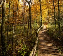 A path through the woods in fall.