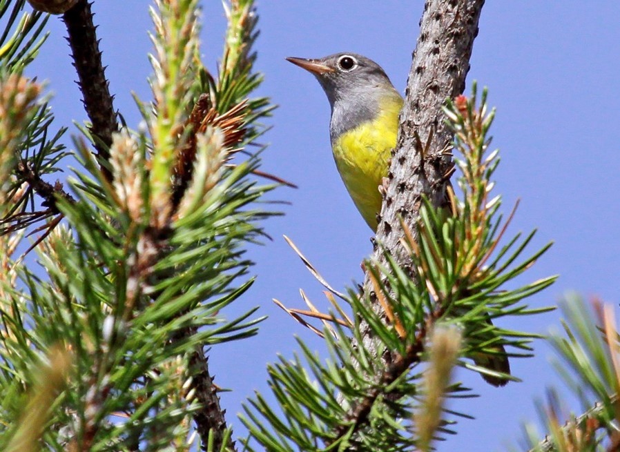 A Connecticut warbler perched on an evergreen branch.