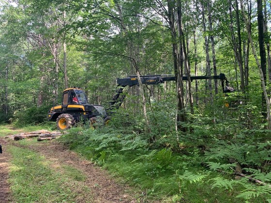 Tractor moving timber in a forest