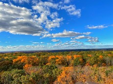 A view of colorful fall tree tops and bright blue sky dotted with fluffy white clouds.