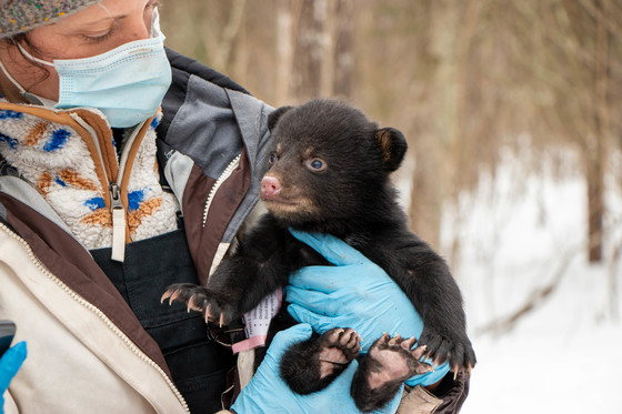 Dr. Jennifer Price Tack carefully holds a black bear cub about to be weighed for the Black Bear Litter and Diet Survey. 