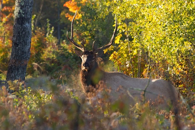 elk peering out from behind dense shrubbery