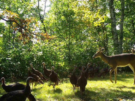 Deer_Turkeys