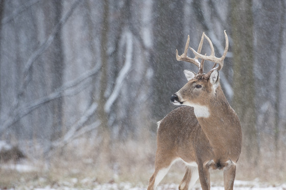 A buck stands in a field of tall grass with snow lightly falling around him. 