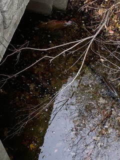 Salmon in Indian Creek