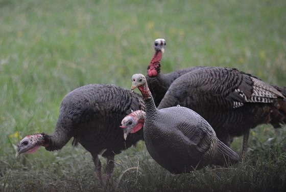 Three turkeys near a decoy